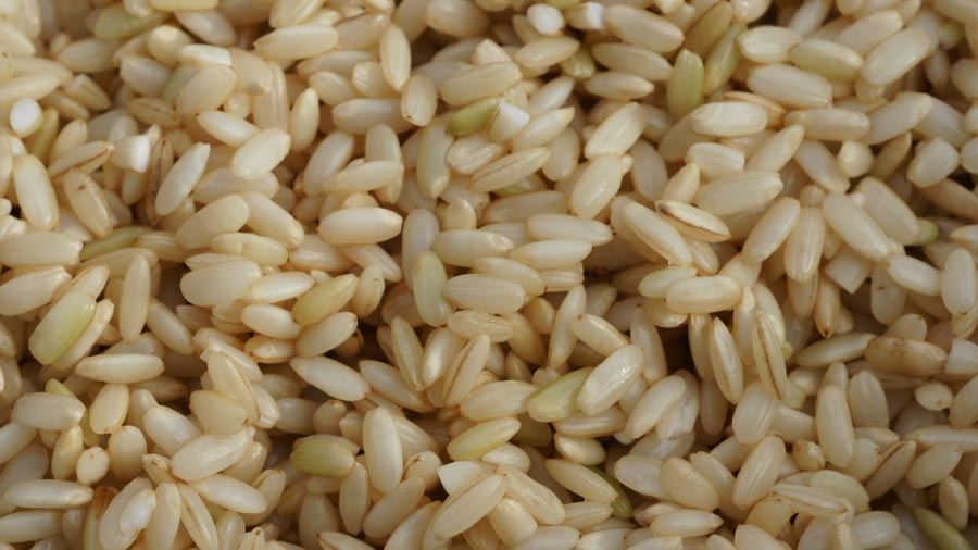 GABA Rice Part 2