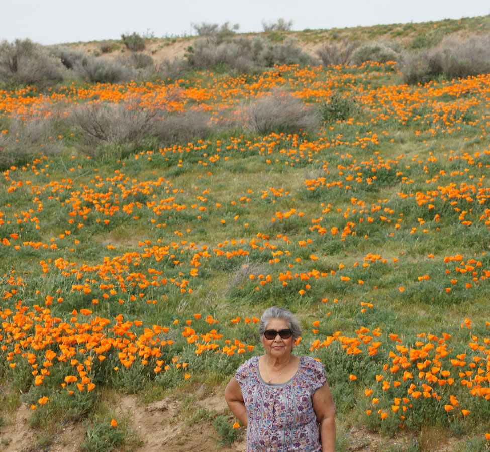 close up of Gloria in a field of orange California poppies